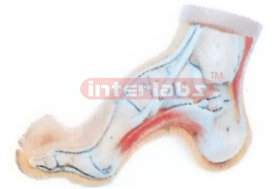 EUR-TYPE, BIG ARCHED FOOT ANATOMICAL MODEL